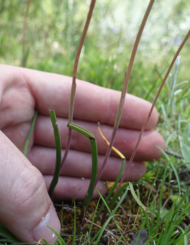 Image of Thelymitra arenaria by (c) yatesy, some rights reserved (CC BY)
