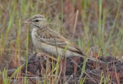 Anthus campestris