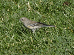 Setophaga coronata coronata × auduboni