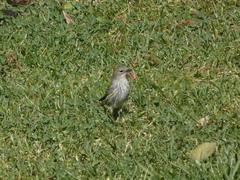 Setophaga coronata coronata × auduboni