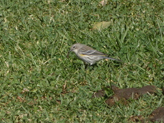 Setophaga coronata coronata × auduboni