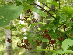 Euonymus sachalinensis