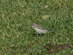 Setophaga coronata coronata × auduboni