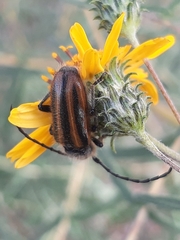 Neocrossidius trivittatus