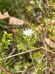 Stellaria pungens