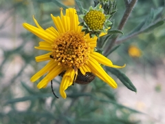 Neocrossidius trivittatus