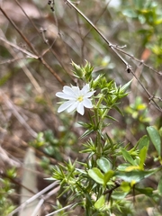 Stellaria pungens