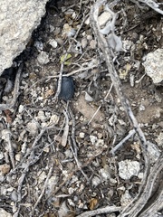 Eusattus reticulatus