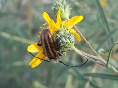 Neocrossidius trivittatus