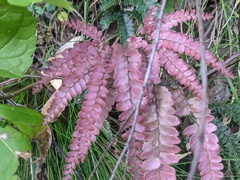 Adiantum hispidulum