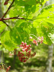 Euonymus sachalinensis