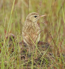 Anthus campestris