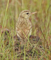 Anthus campestris