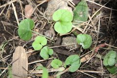 Dichondra repens