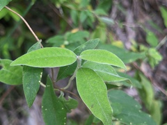 Billardiera scandens