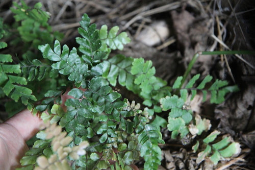 Rough maidenhair (Adiantum hispidulum)