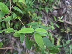 Billardiera scandens