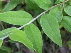 Billardiera scandens