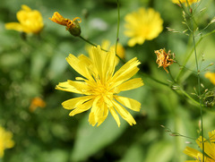 Lapsana communis intermedia