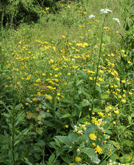 Lapsana communis intermedia