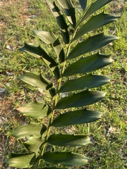 Encephalartos ferox