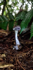 Cortinarius costaricensis