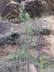 Prostanthera linearis