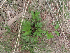 Rudbeckia laciniata