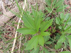 Rudbeckia laciniata