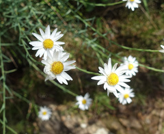 Rhodanthe anthemoides