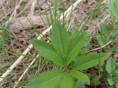 Rudbeckia laciniata