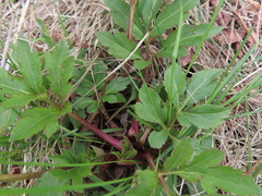 Rudbeckia laciniata