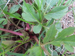 Rudbeckia laciniata