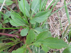 Rudbeckia laciniata