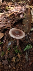 Cortinarius costaricensis