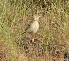 Anthus campestris