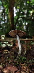 Cortinarius costaricensis