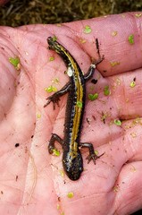 Ambystoma macrodactylum macrodactylum