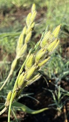 Hypoxis