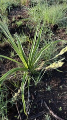 Hypoxis