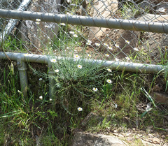 Rhodanthe anthemoides