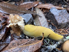 Ariolimax dolichophallus