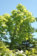 Kalopanax septemlobus