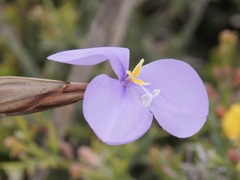Patersonia occidentalis
