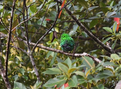 Calyptomena whiteheadi
