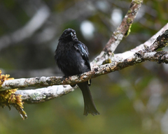 Dicrurus hottentottus borneensis