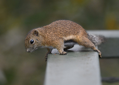 Callosciurus orestes