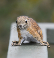 Callosciurus orestes