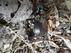 Megadromus antarcticus