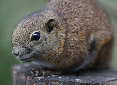 Callosciurus orestes